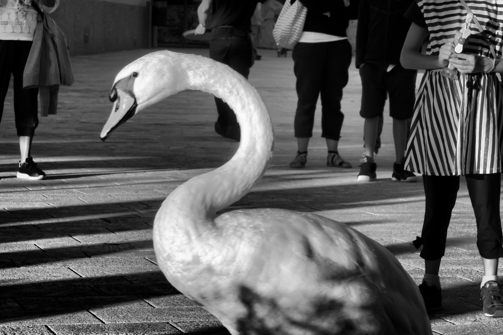 Cigno in piazza