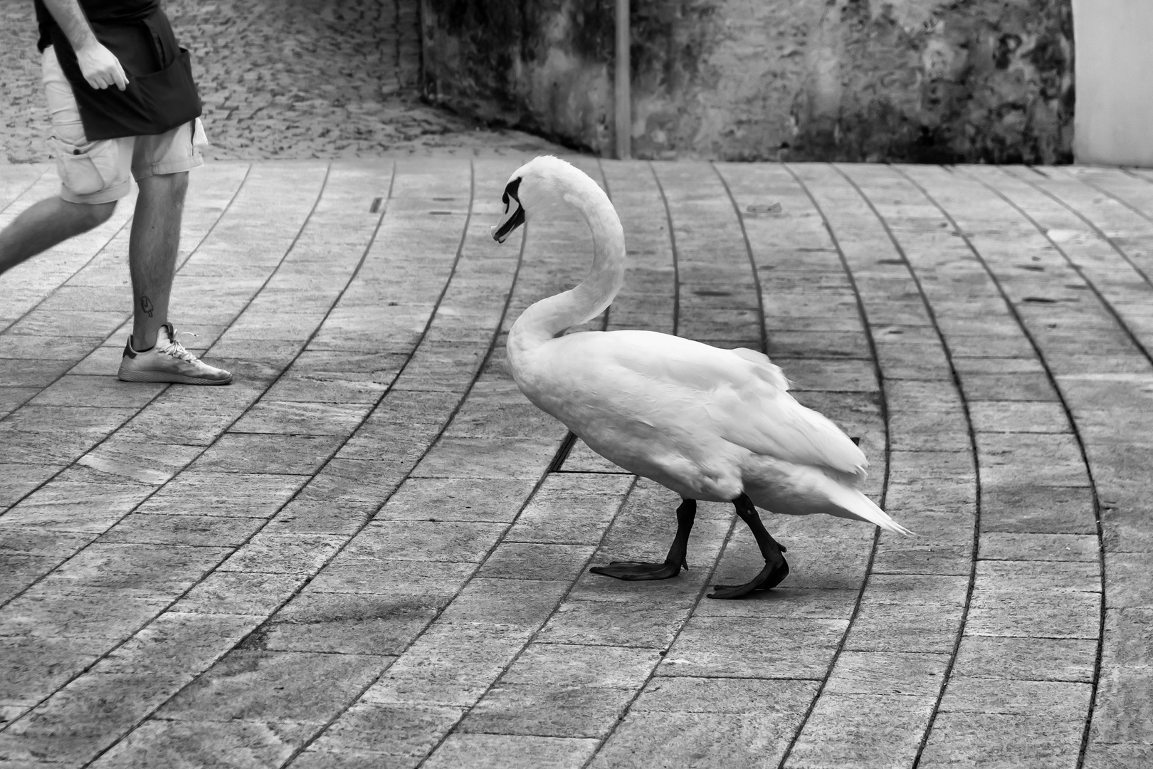 Cigno in piazza