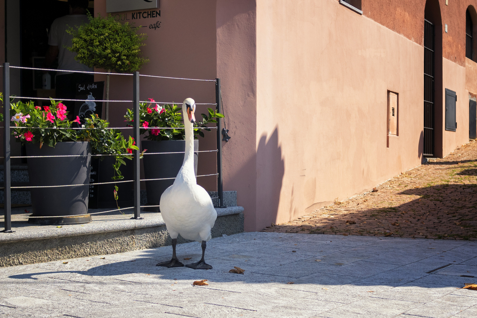 Cigno in piazza Lago