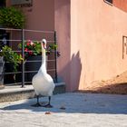 Cigno in piazza Lago