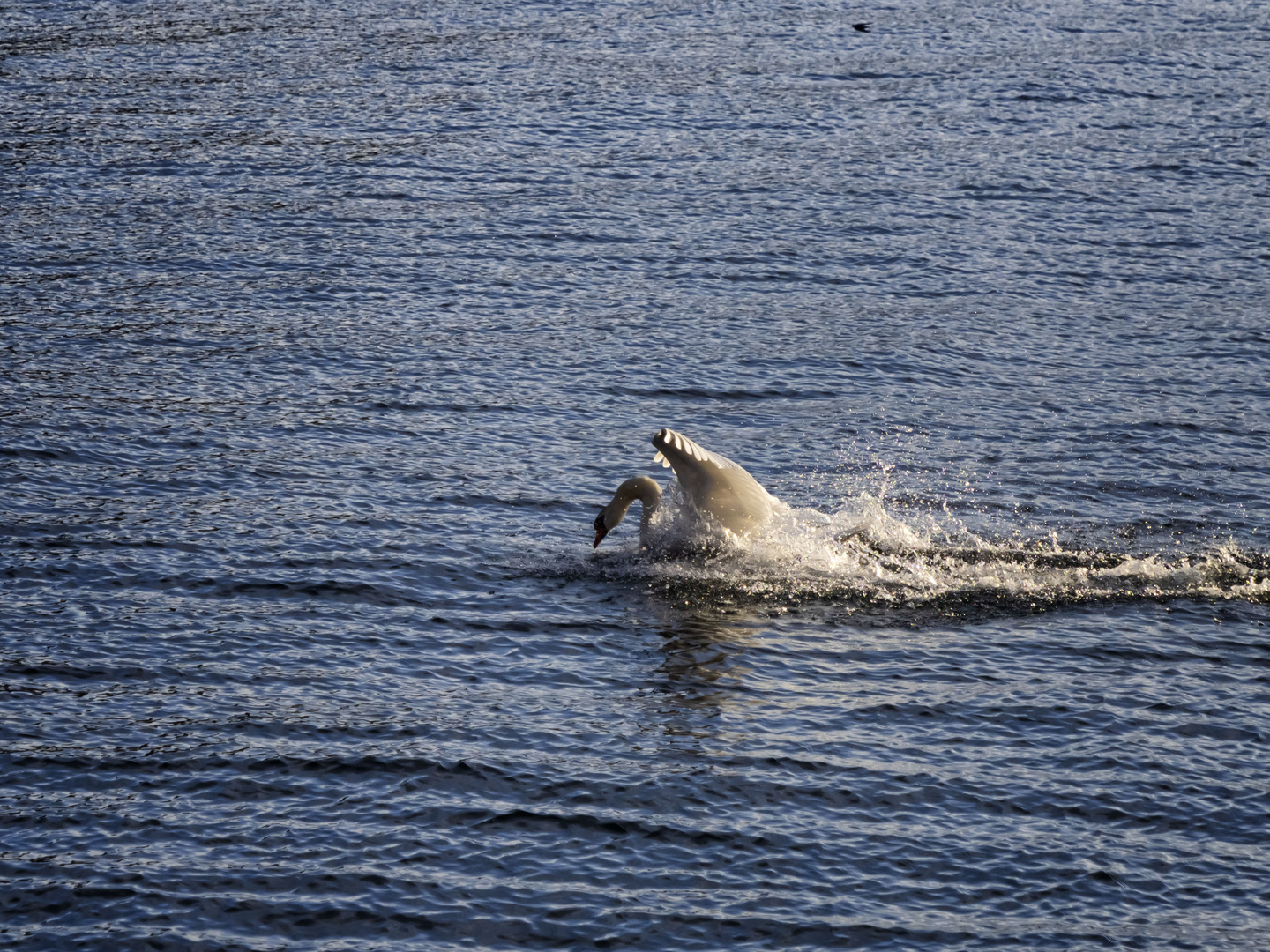 Cigno in volo