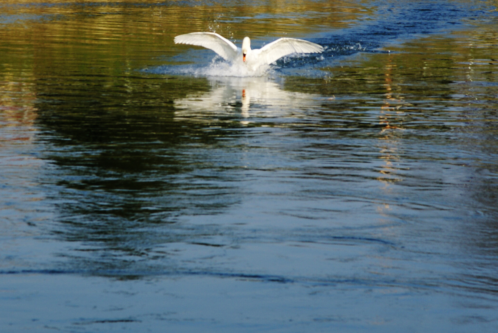 cigno mentre plana