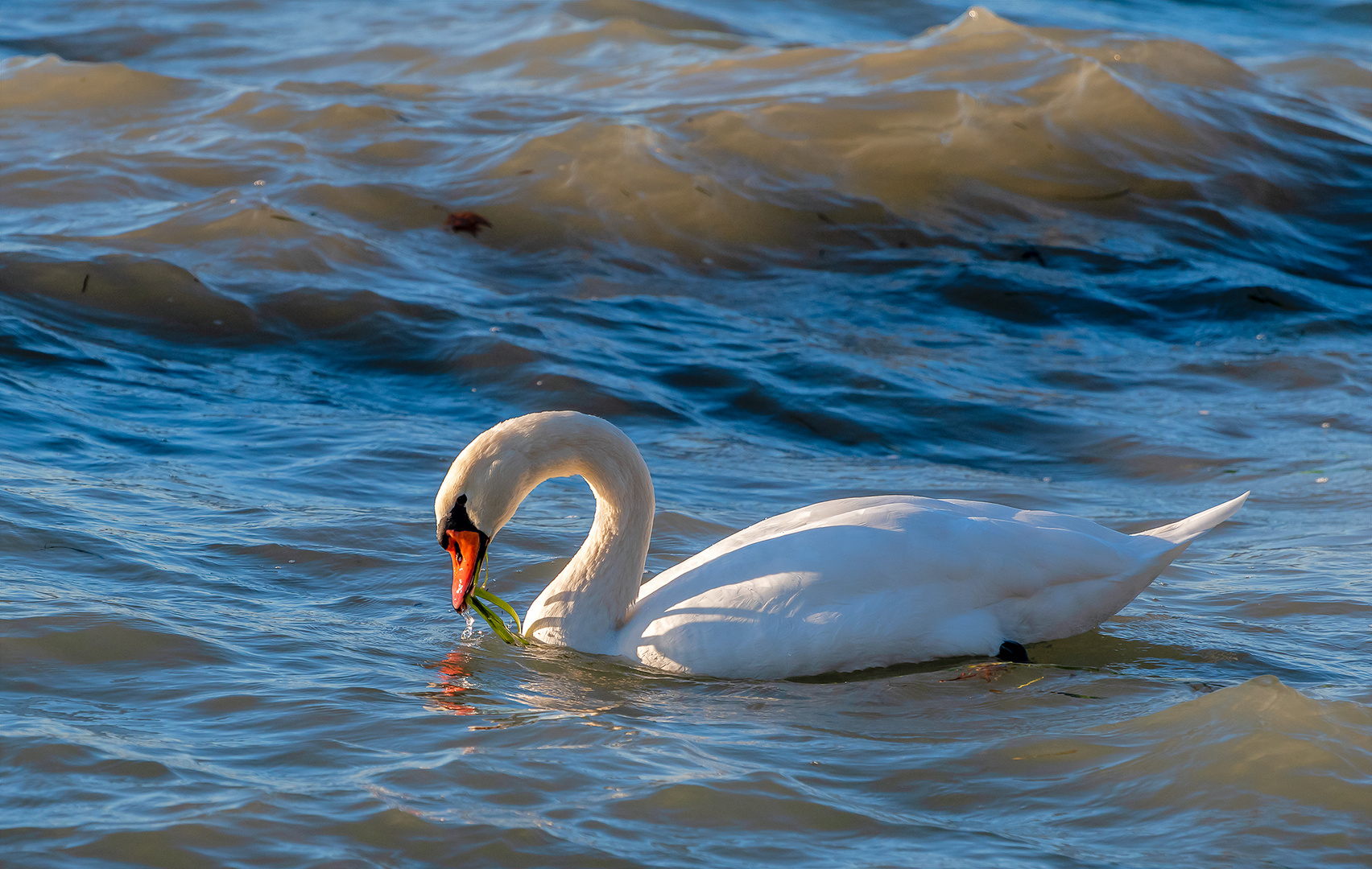 Cigno nel Lago