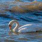 Cigno nel Lago