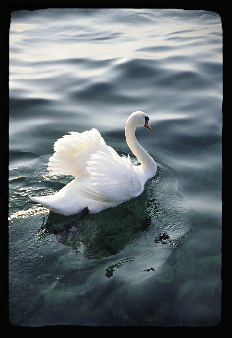 CIGNO NEL LAGO DI GARDA