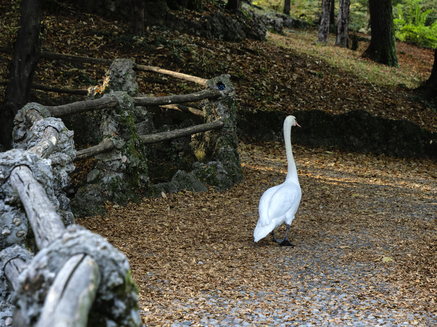 Cigno nel parco