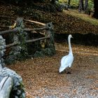 Cigno nel parco