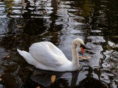 Cigno nel parco Estense