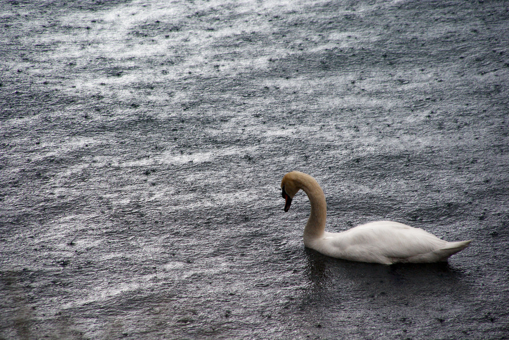 cigno nella pioggia