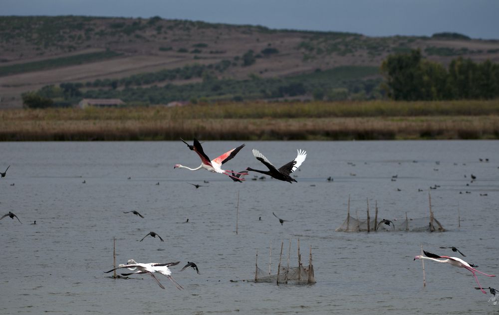 Cigno nero (2)