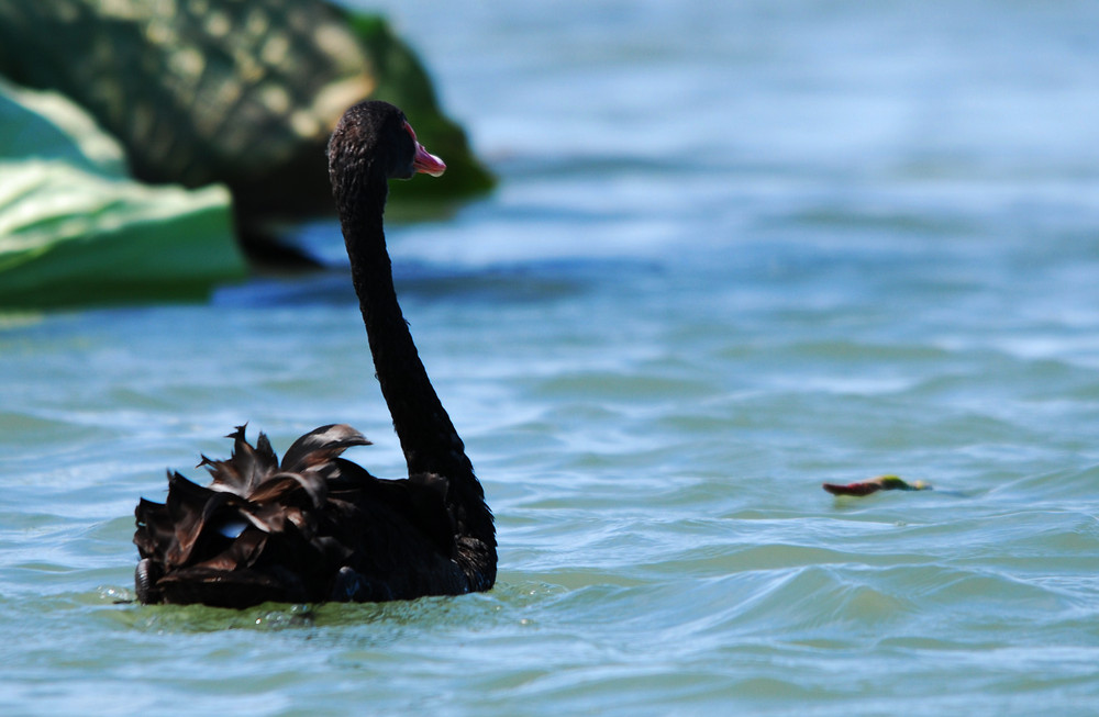 Cigno Nero