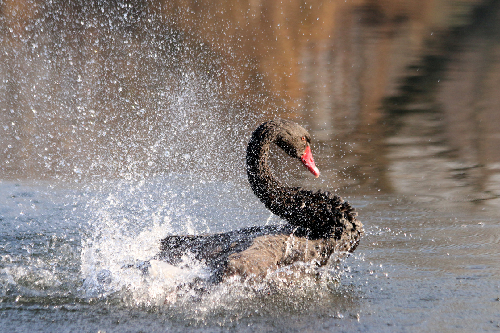 Cigno Nero