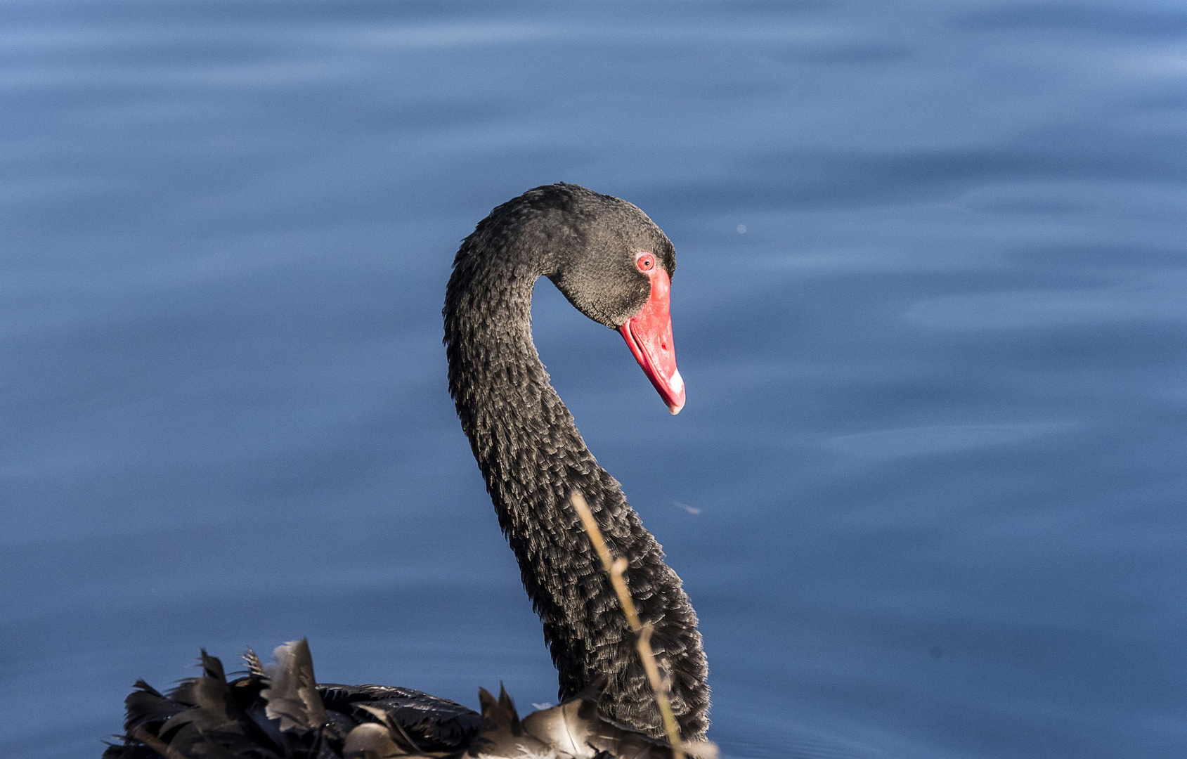 Cigno nero