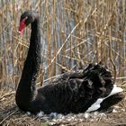 cigno nero