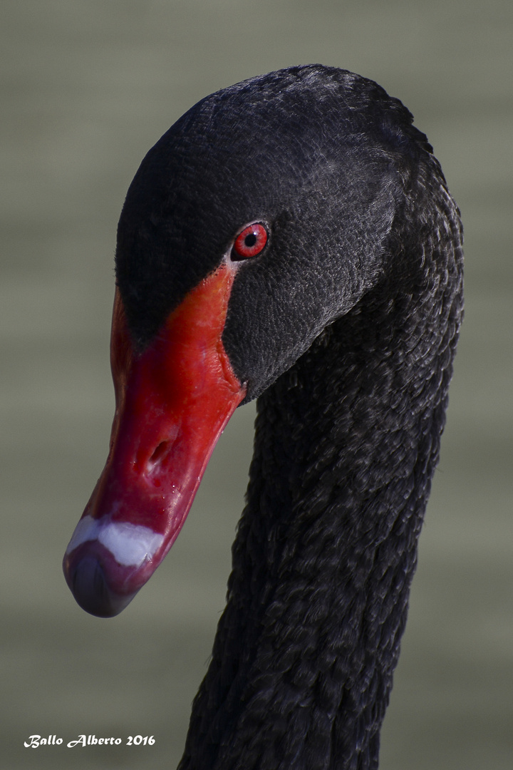 Cigno nero Foto % Immagini