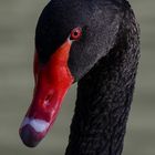 Cigno nero