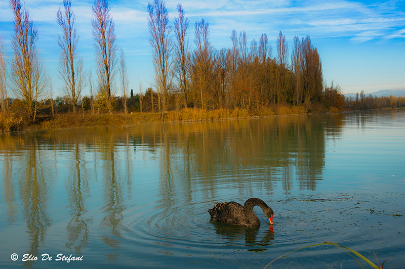 Cigno nero