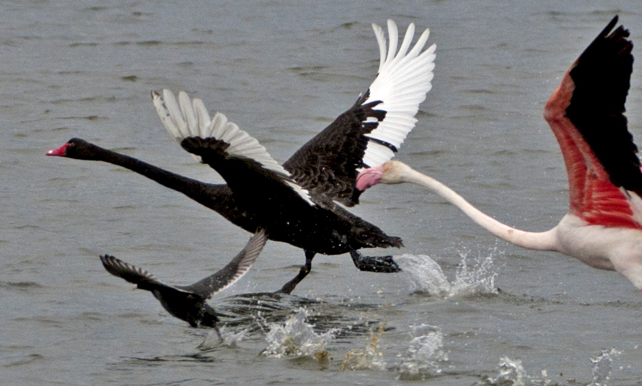 Cigno nero nel Sinis (Cygnus atratus)