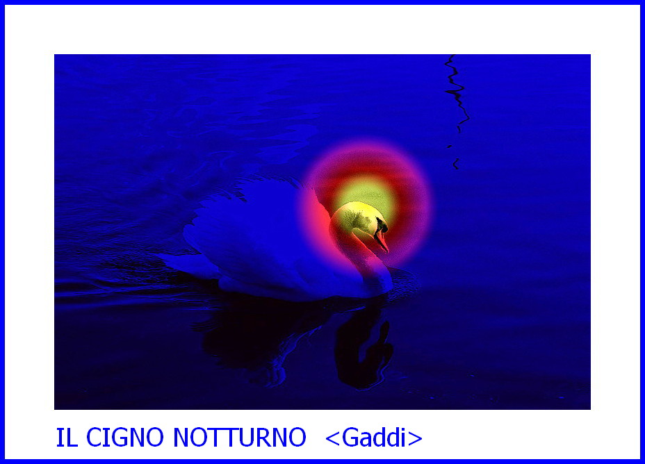 cigno notturno