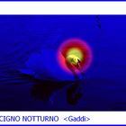 cigno notturno