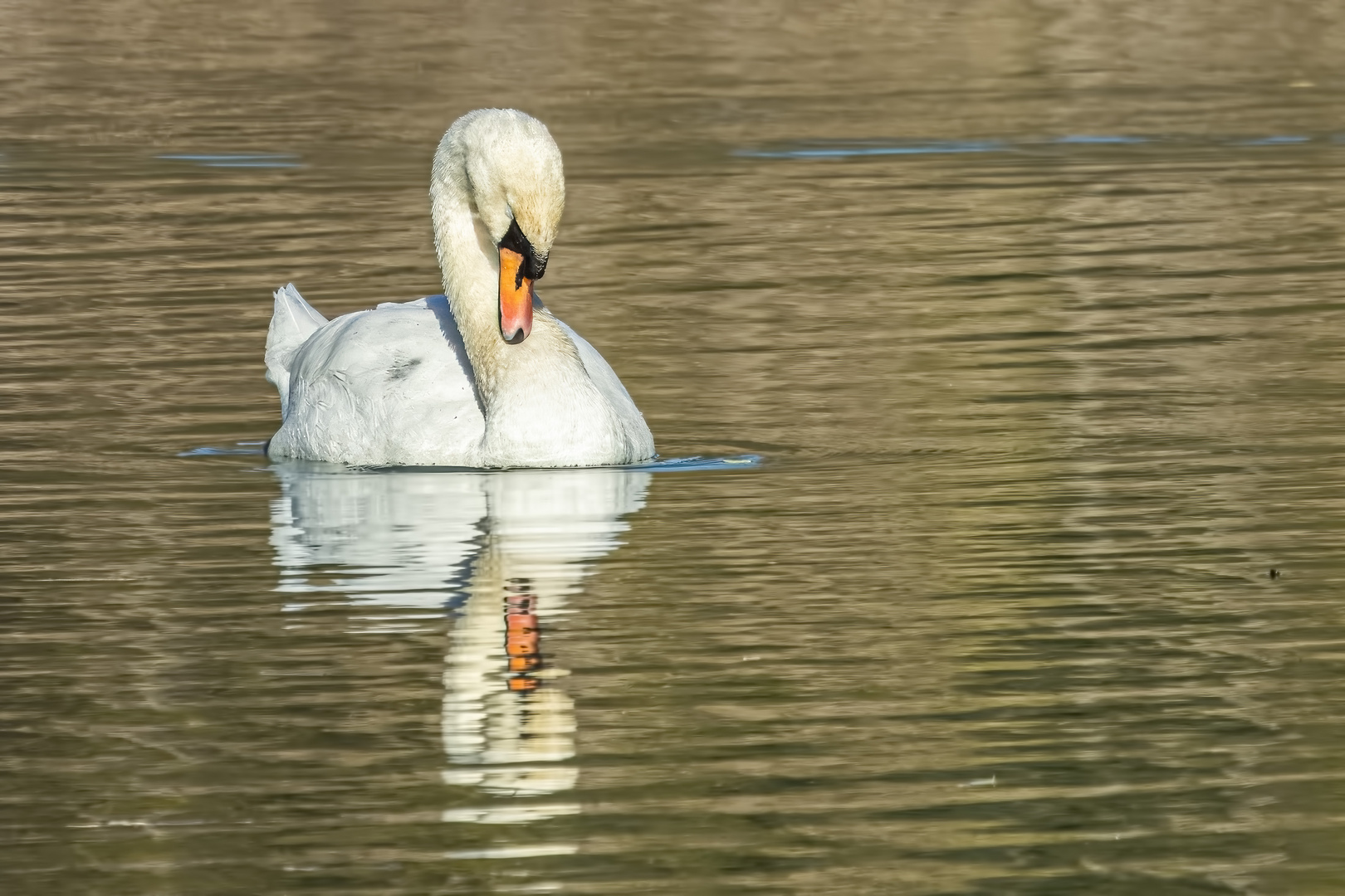 Cigno reale