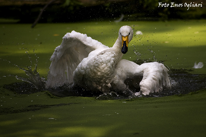 cigno selvatico