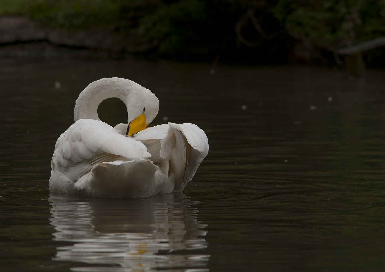 Cigno Selvatico