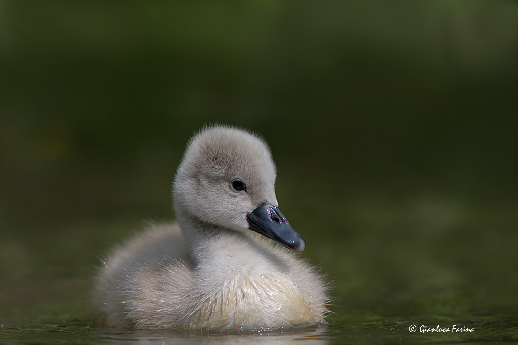 Cigno selvatico