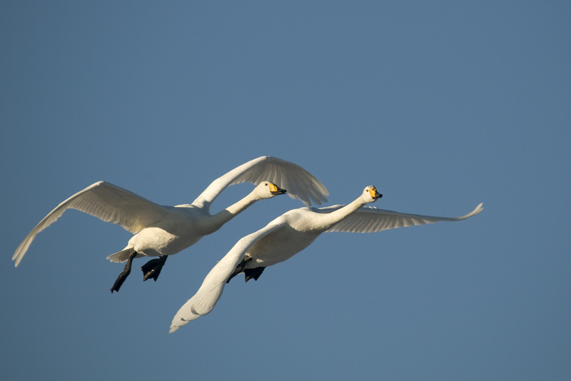 CIGNO SELVATICO