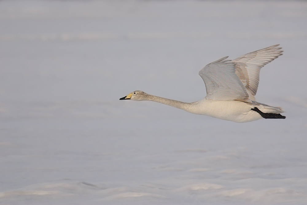 cigno selvatico