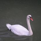 Cigno solitario