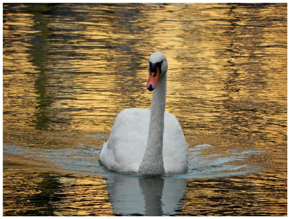 ...cigno solitario...