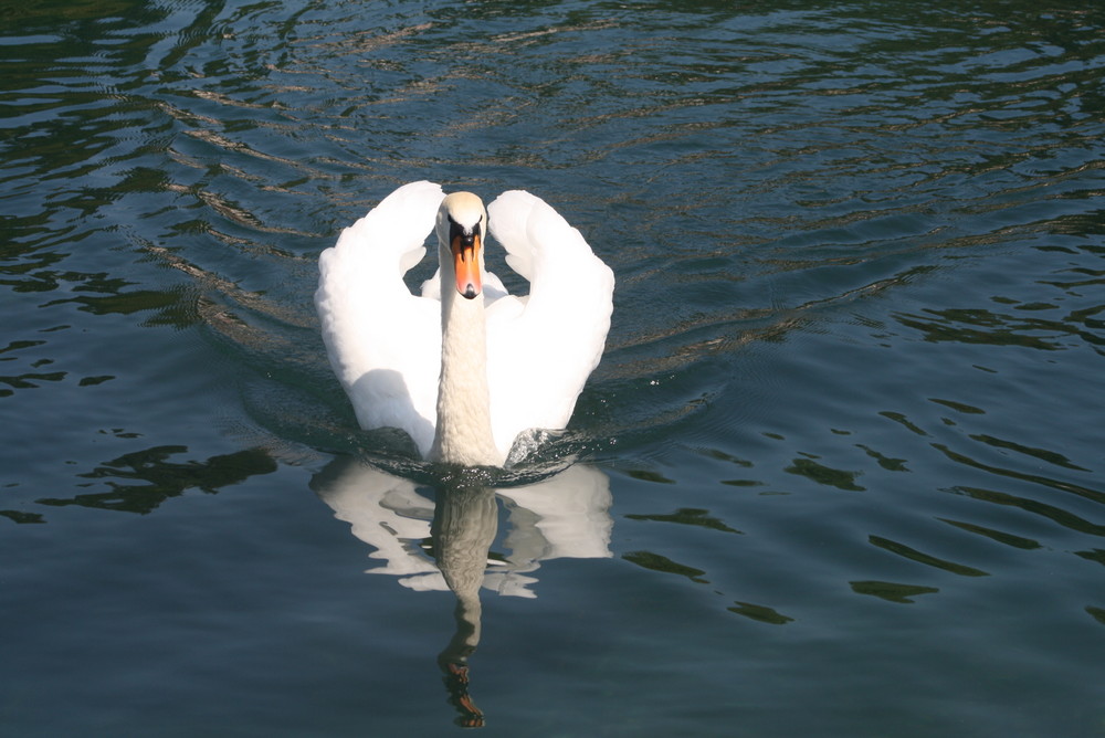 Cigno sul fiume