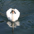 Cigno sul fiume