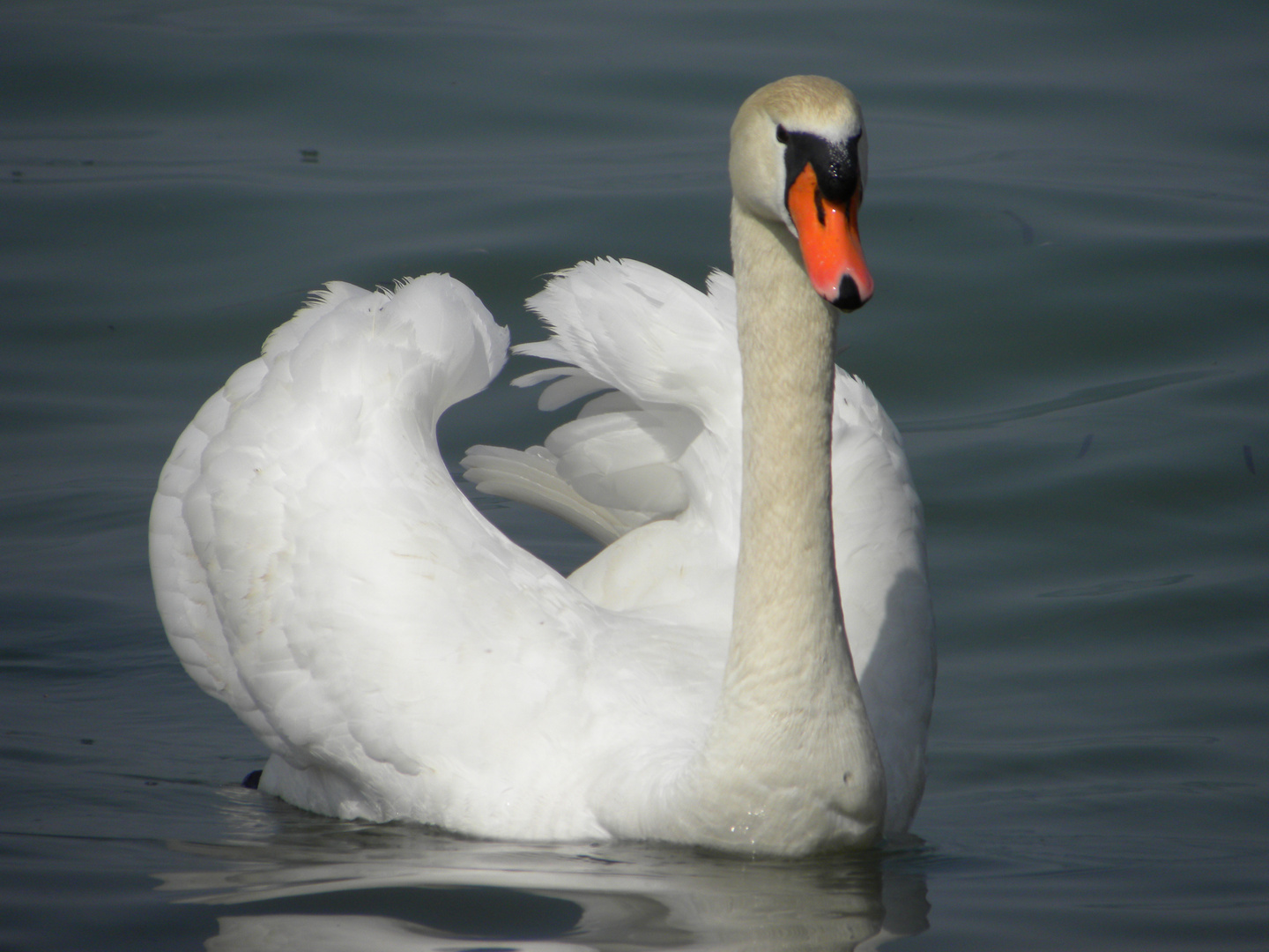 Cigno sul Garda