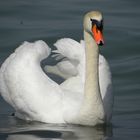 Cigno sul Garda