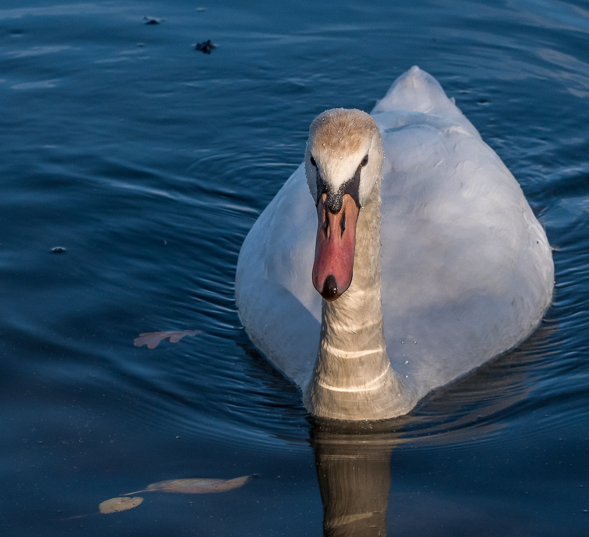 Cigno sul Lago