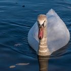 Cigno sul Lago