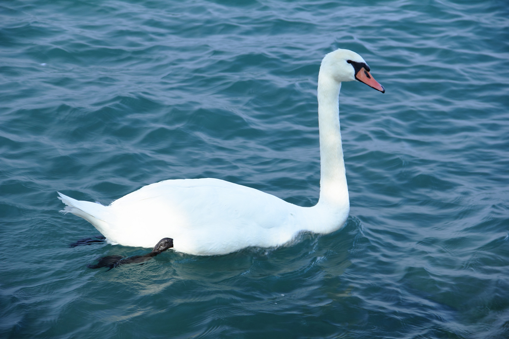 Cigno sul Lago di Garda