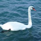 Cigno sul Lago di Garda