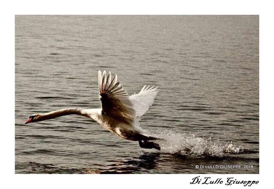 CIGNO SUL LAGO MAGGIORE