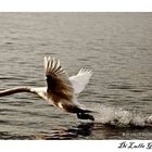 CIGNO SUL LAGO MAGGIORE