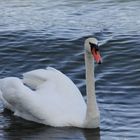 Cigno sul Lago Maggiore