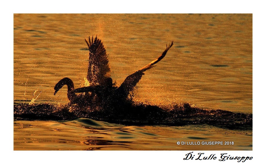 CIGNO SUL LAGO Mggiore