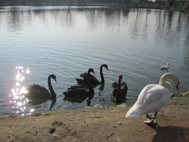 cigno sul tevere