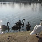 cigno sul tevere