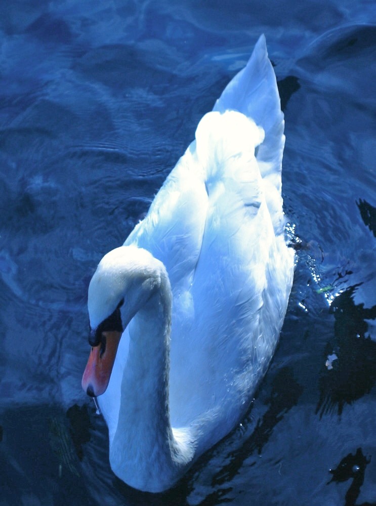 Cigno un po' meno blu...vediamo se così piace di più!!!