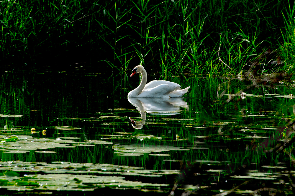 cigno_häftli_web