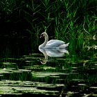 cigno_häftli_web
