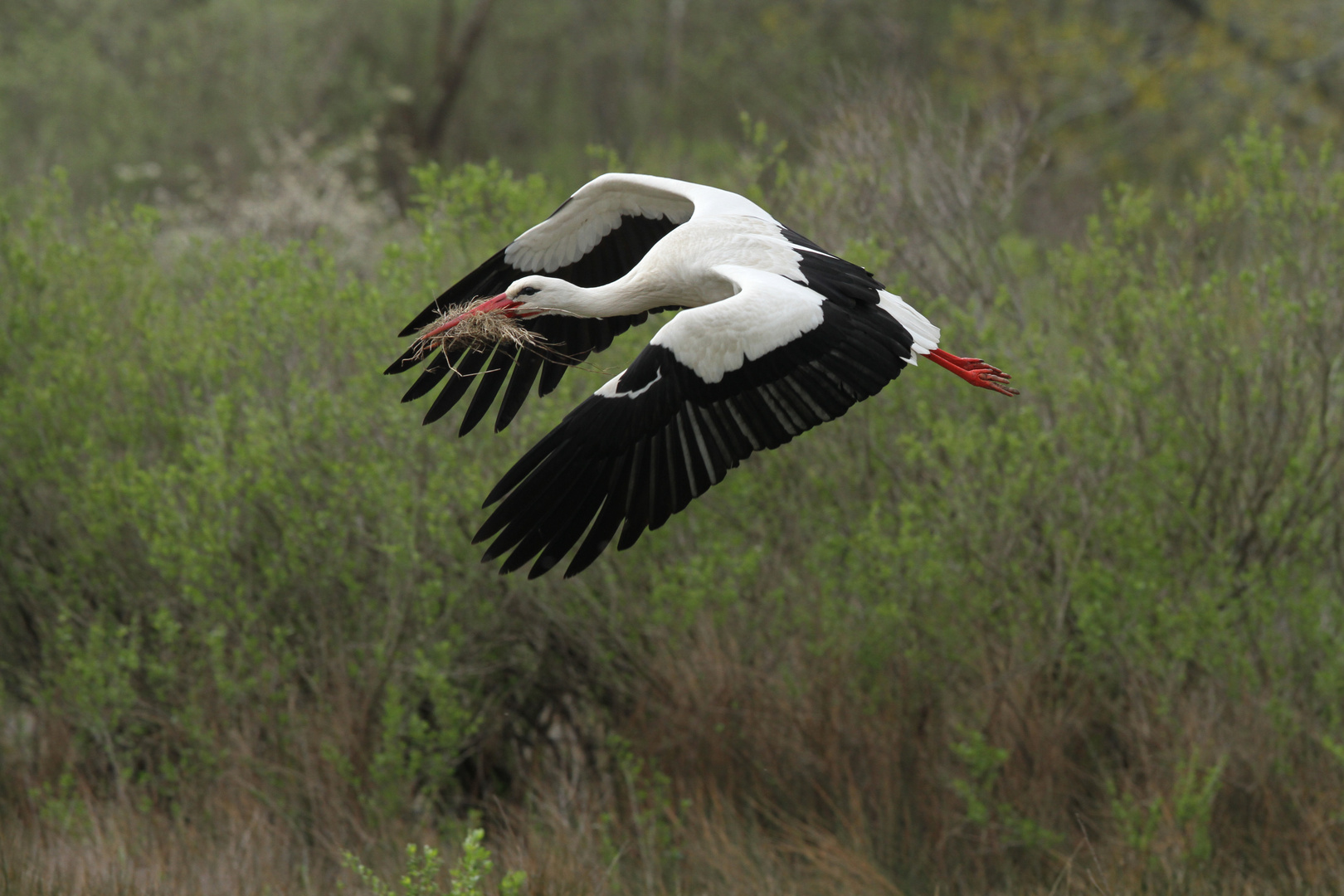 cigogne